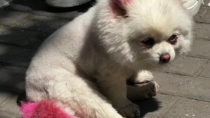 【2023-4-12 21点场】格诺天天开心:峡谷食堂巅峰厨师最懂直播的男人