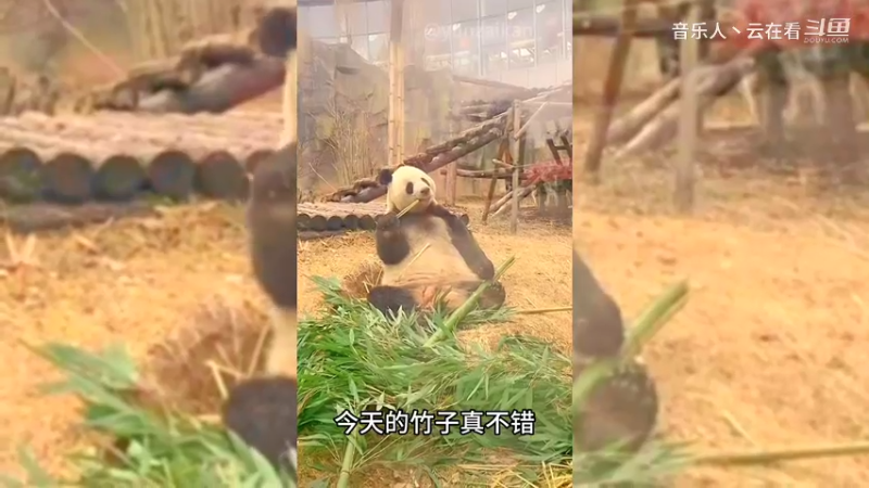大熊猫吃东西打饱嗝了还想吃啊