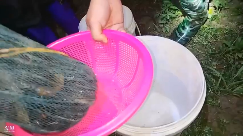 肖哥带女主播去户外收地笼，龙虾黄鳝都有