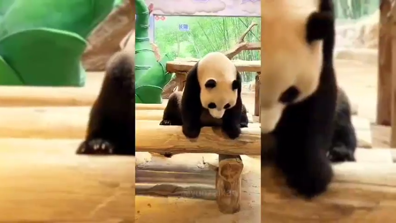 大熊猫看到胡萝卜掉下去好伤心啊