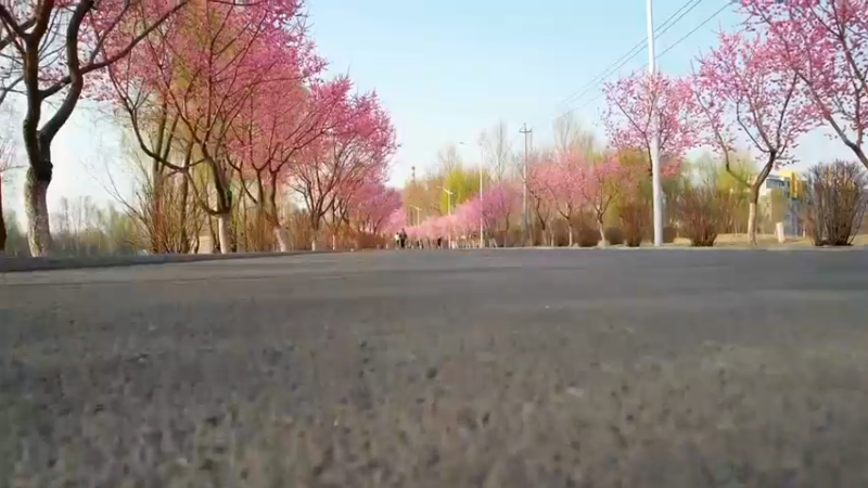 《生活》河边花道