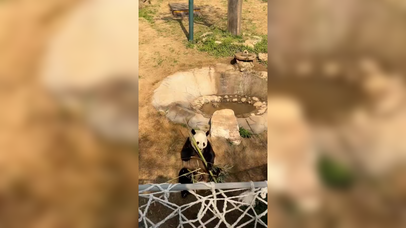 大熊猫躺着吃竹子好快乐