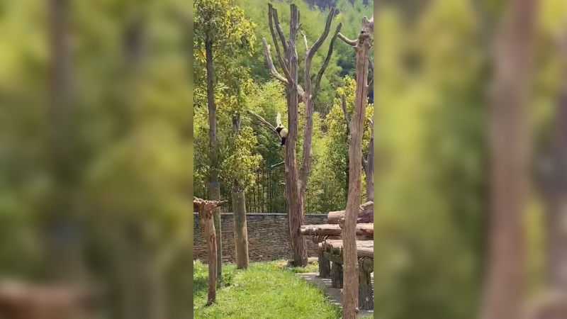 大熊猫爬树睡觉，在房间里来回散步