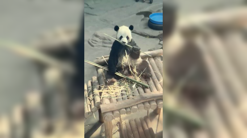 看大熊猫吃竹子好香，牙齿好啊