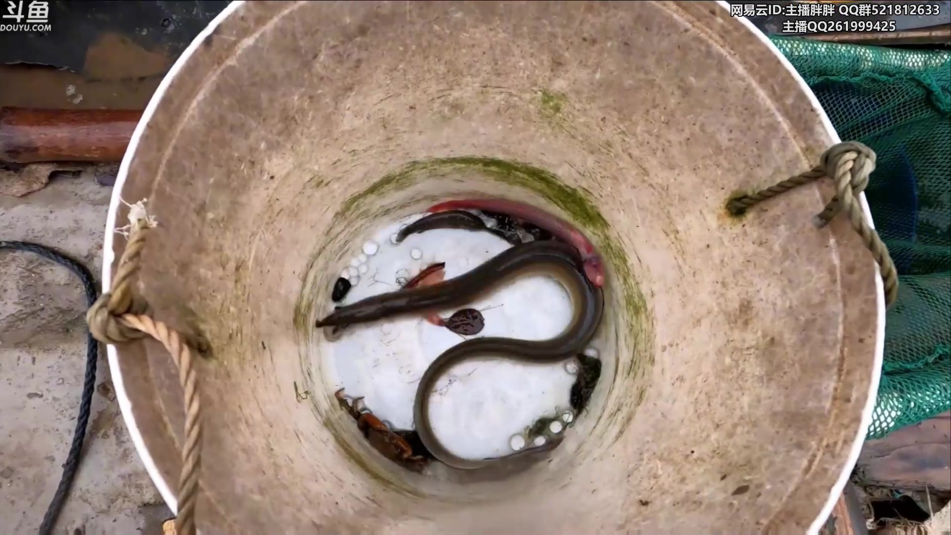 【2023-04-19 03点场】胖胖灬：胖胖OB：JD BLG 韩服练习练习