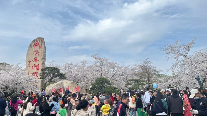 【2023-4-19 17点场】为何敏捷猫:玫瑰到了花期 6106737