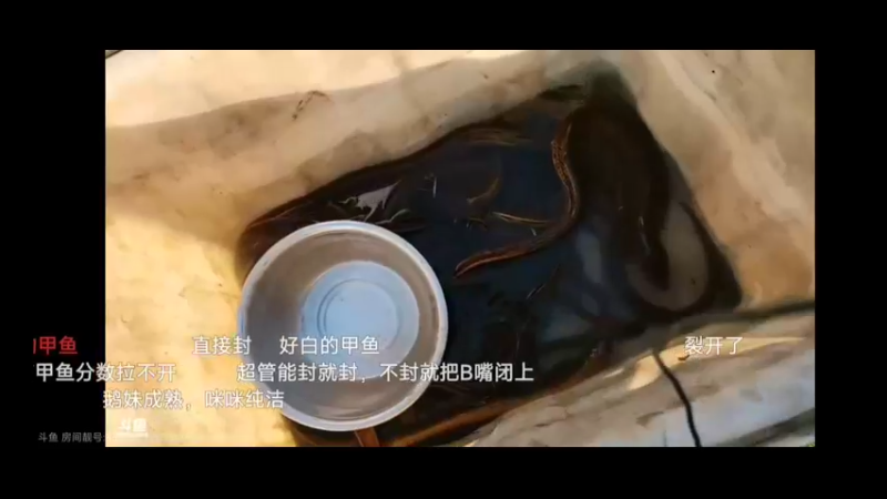 美女鹅妹抓黄鳝还是猛啊