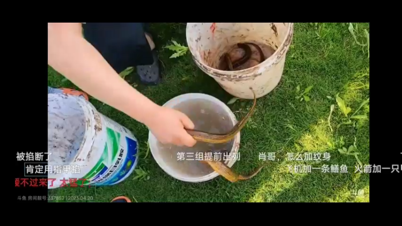 美女在鱼塘抓黄鳝，黄鳝是放进去的，好大