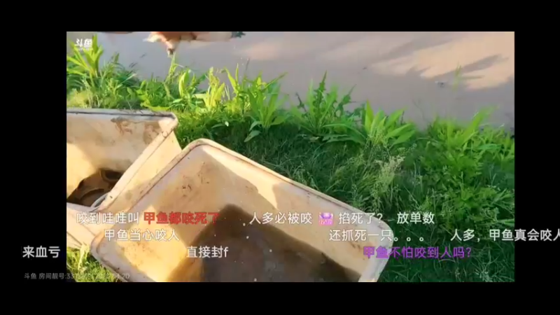 女主播比赛抓黄鳝和甲鱼，抓了很多甲鱼