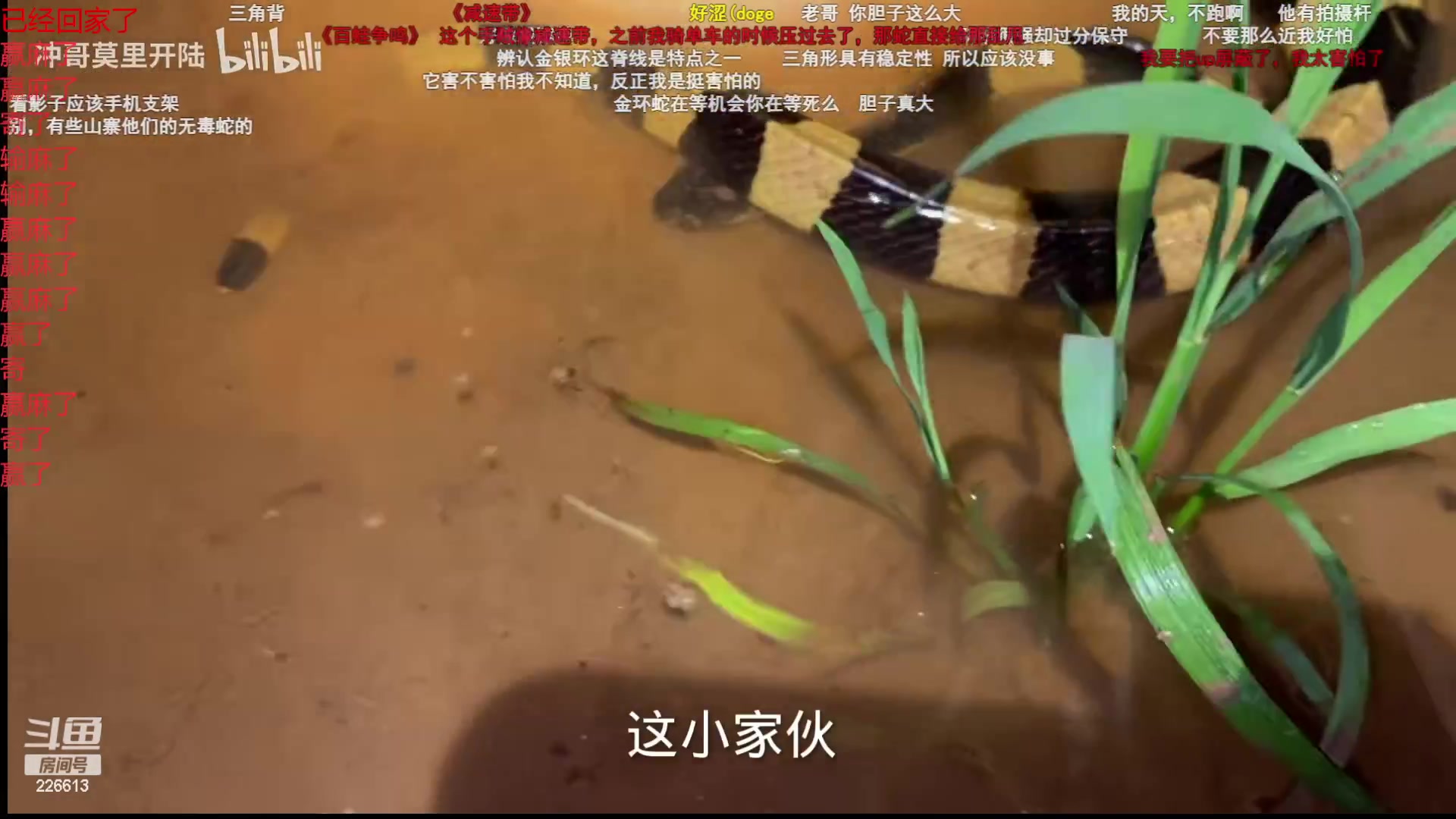 【2023-4-21 2点场】鱼果丶:主打一个理解。