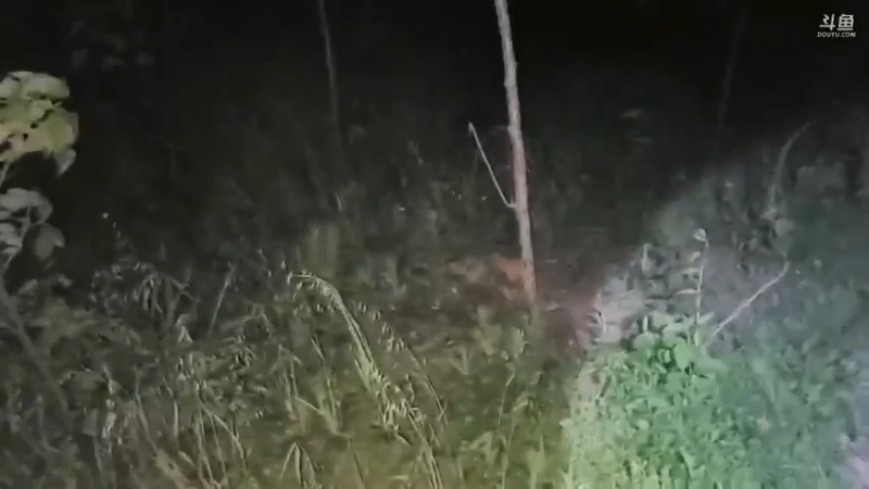 肖哥让美女咩咩走前面，咩咩不怕