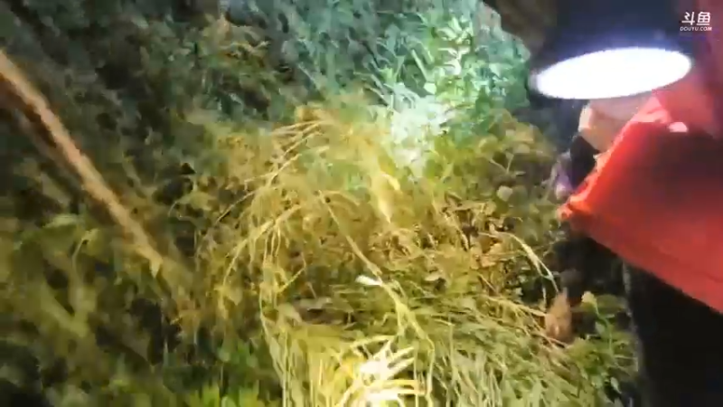 肖哥说记住你们说的幼稚，大家不怕