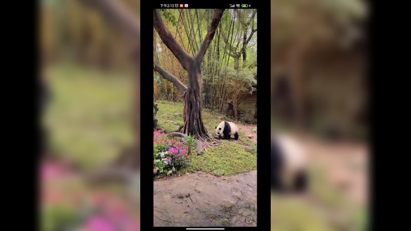 大熊猫在花园里走来走去，花好看啊