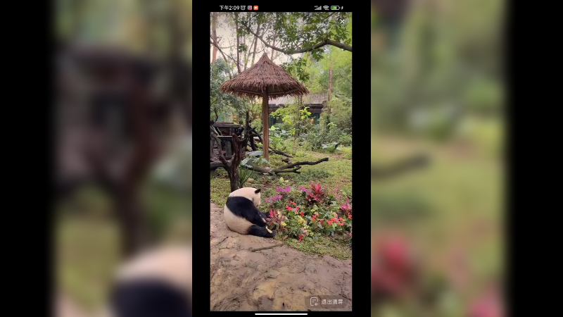 大熊猫在自己花园里走来走去，在等好吃的