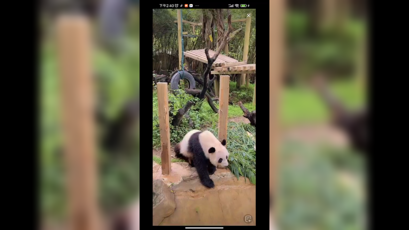 大熊猫在户外一直想吃竹笋，吃了还想吃