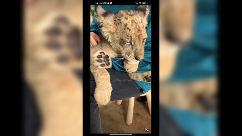 这小狮子抱起来真乖，可爱啊