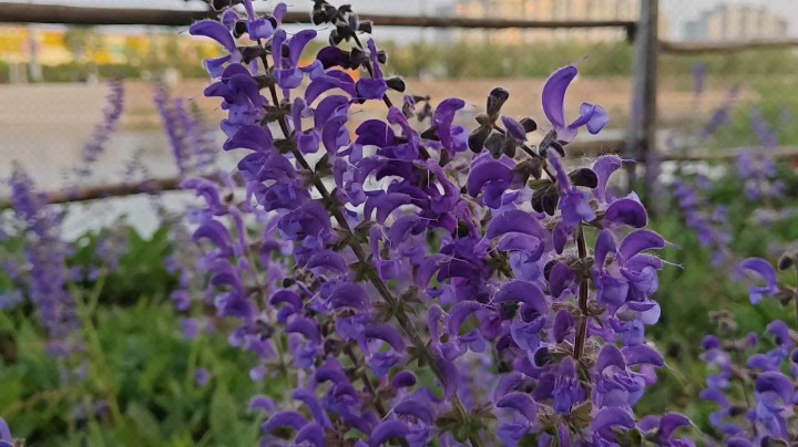 这个紫色的花儿真好看