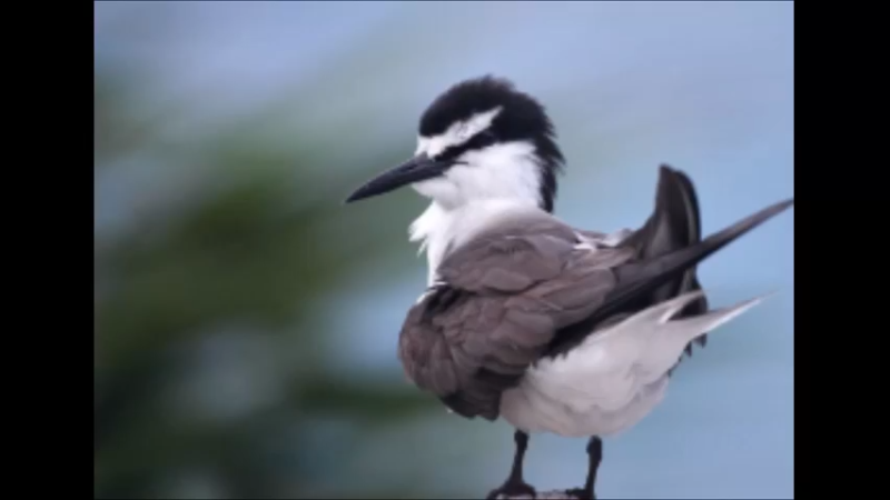 褐翅燕鸥