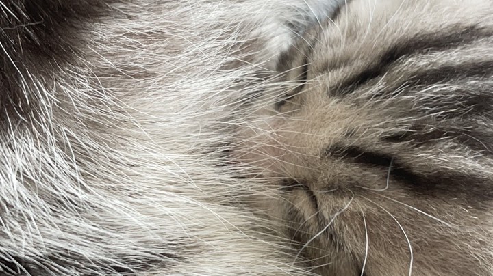 【2023-4-23 13点场】格诺天天开心:LOL躲猫猫乱战