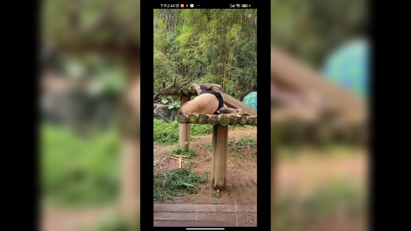 大熊猫坐着淡定吃竹笋，吃的好香