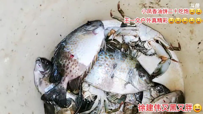 我在斗鱼看许文强户外直播户外