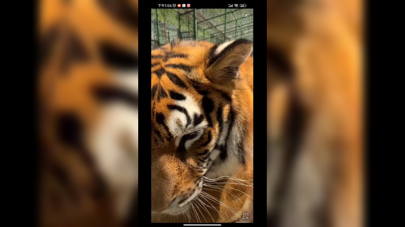 小老虎不生气的时候看起来很温柔啊