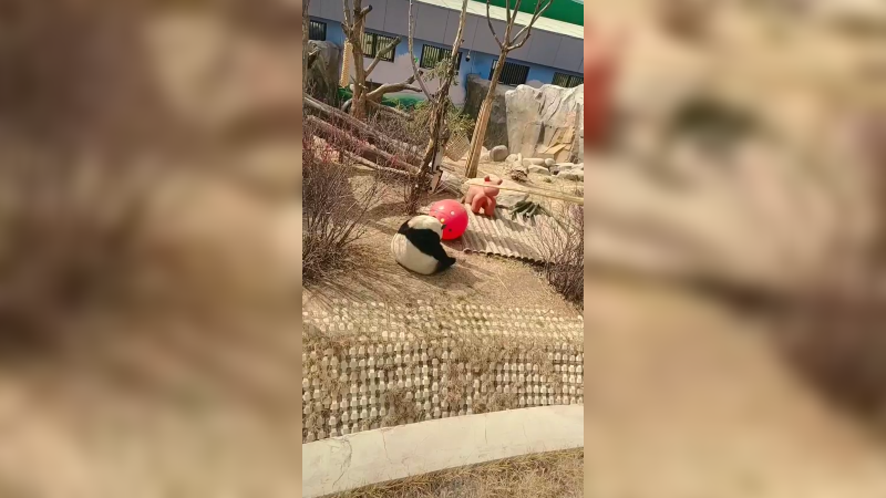 奶爸吊着吃的给大熊猫吃，好可爱