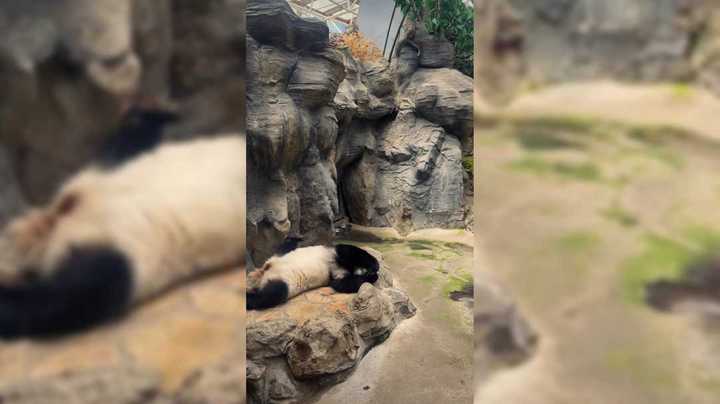 大熊猫大白天睡觉，看到最后好搞笑