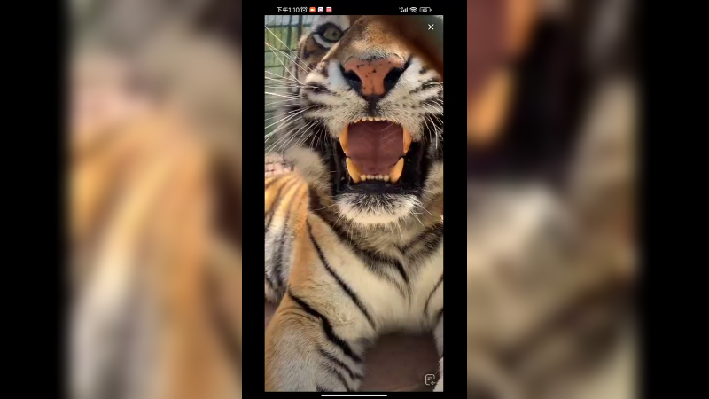 小老虎好喜欢舔自己的毛啊，真是爱干净啊