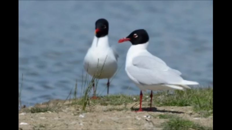 地中海鸥