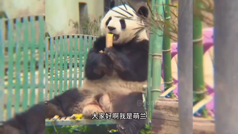 花花弟弟大熊猫萌兰坐着吃竹笋好可爱