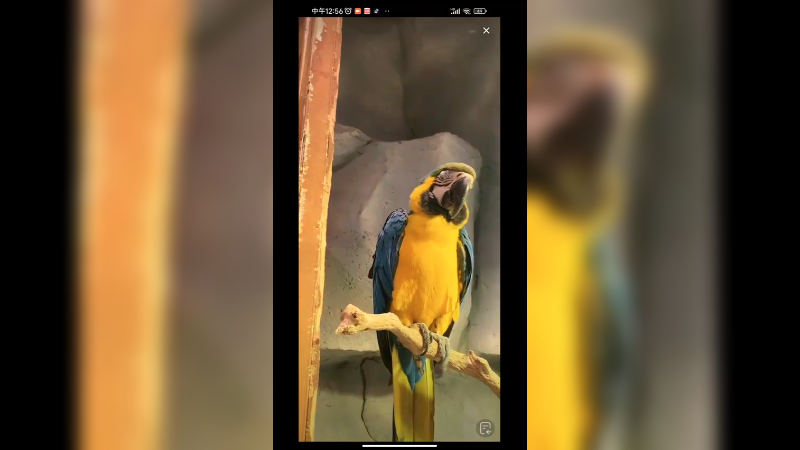 这南美洲鹦鹉挺好看的