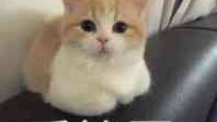 【2023-4-27 2点场】格诺天天开心:LOL躲猫猫乱战