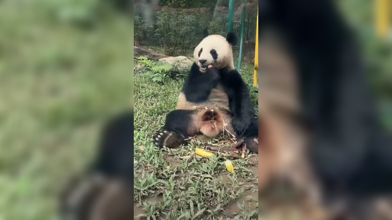 大熊猫坐着淡定吃竹笋，好悠闲啊