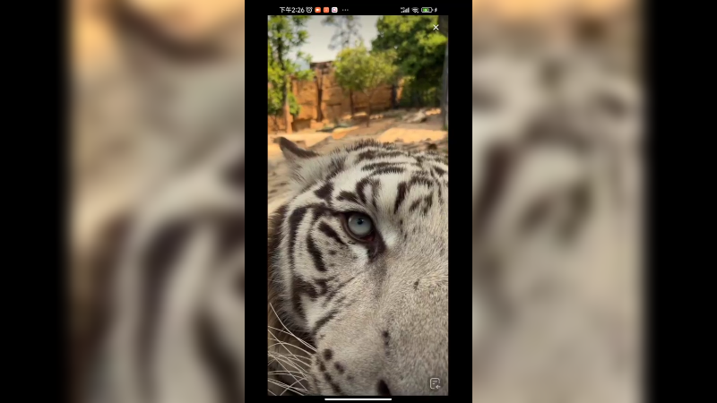 白虎看起来好大好凶猛，其实才2岁，人家还是个孩子