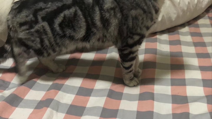 【2023-4-27 8点场】格诺天天开心:LOL躲猫猫乱战