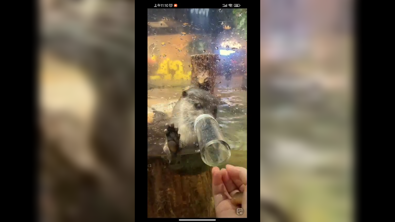 水獭就喜欢吃泥鳅啊