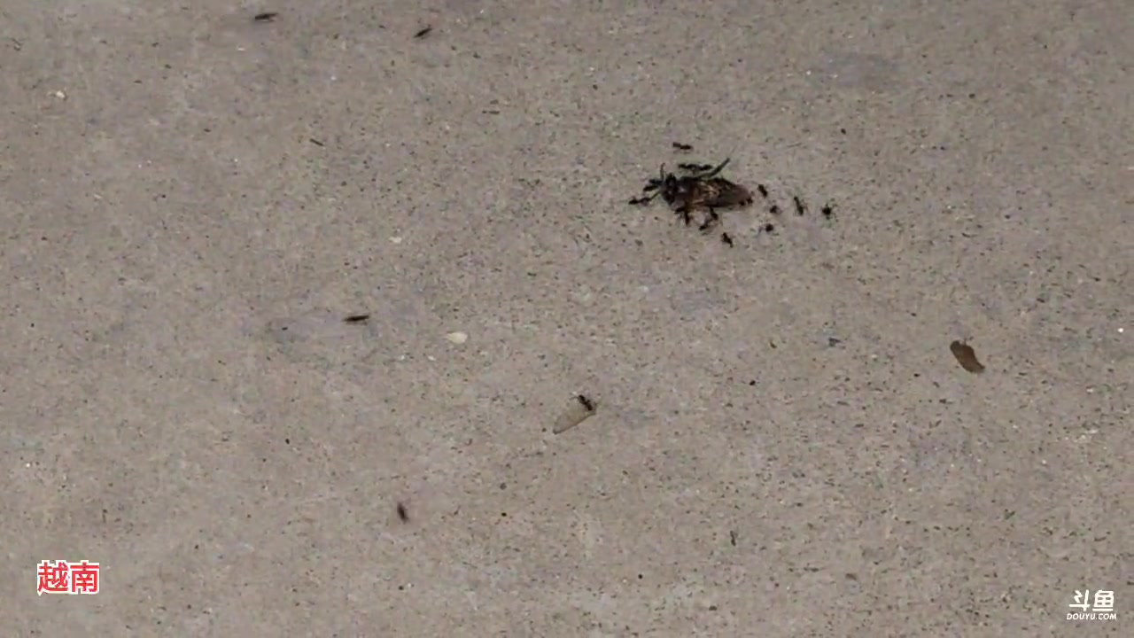 【2023-04-20 19点场】叶子户外：《纪实直播》越南day4