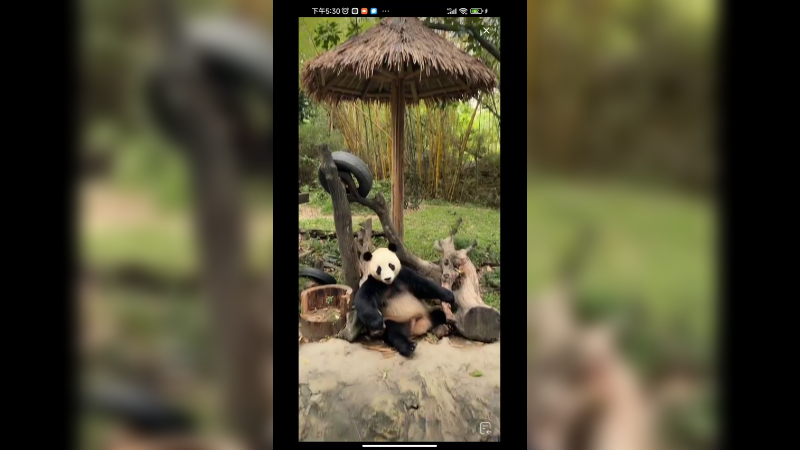 大熊猫吃完东西就开始方便，真是能吃能拉