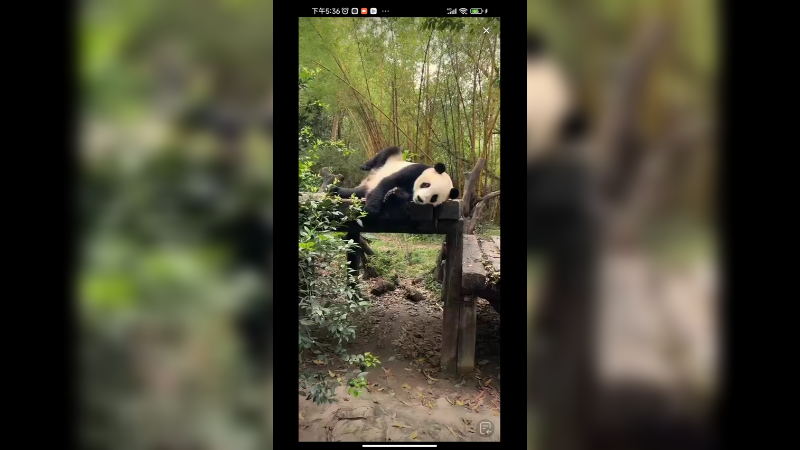 大熊猫睡醒又想找吃的，没吃的就想回去