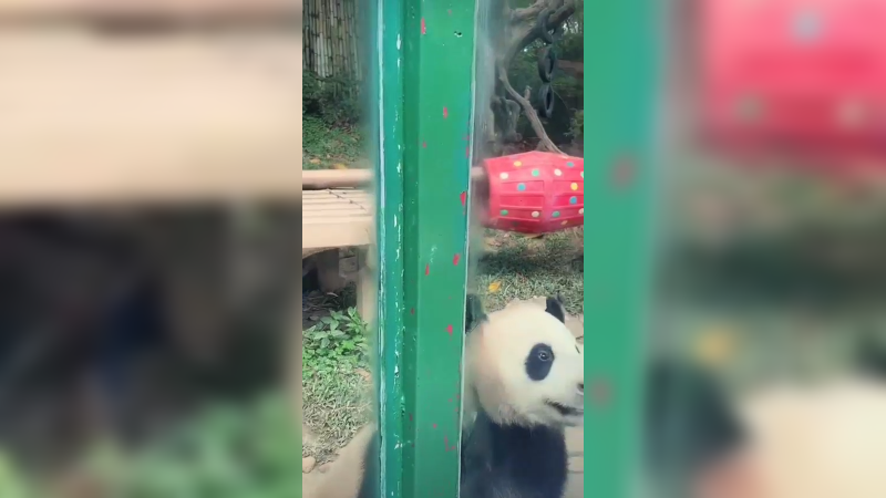 大熊猫隔着玻璃看游客，想要吃的
