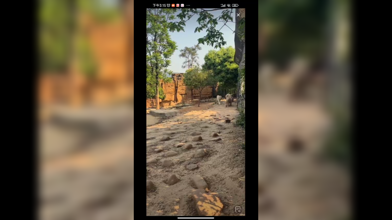 白虎白天喜欢来回散步，不太喜欢睡觉啊