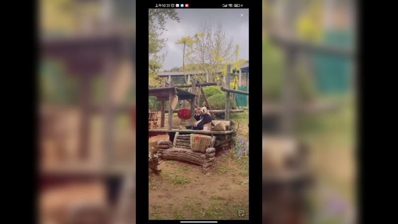 大熊猫放着草莓不吃，还是喜欢吃竹笋