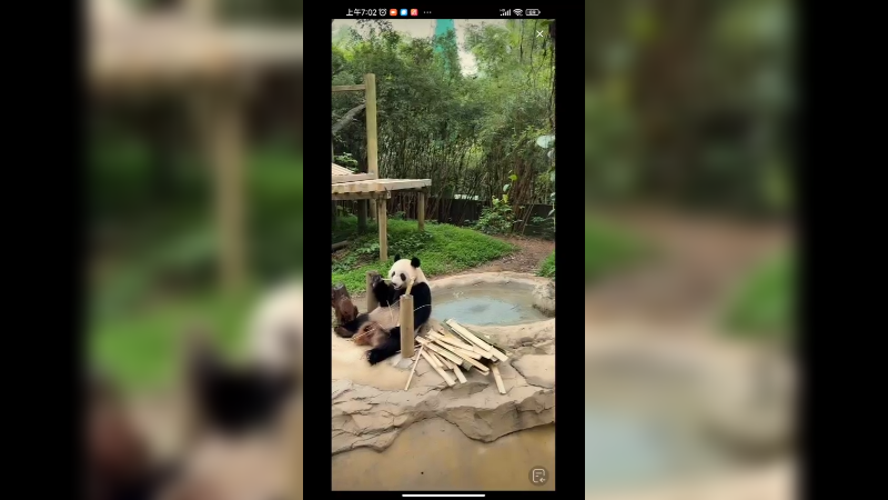 大熊猫慢悠悠的吃竹子，不争不抢吃的好香