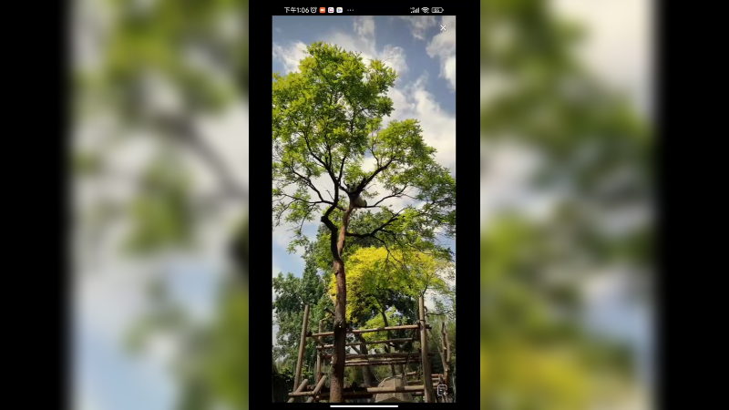 北京大熊猫小白天爬树上看风景，十米多高呢，一看就4个小时才下来