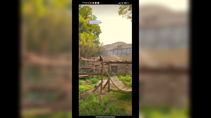 智能喷水帮大熊猫洗澡，大熊猫小白天很喜欢啊