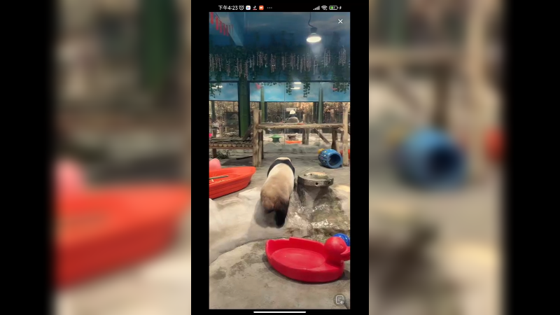 大熊猫妹妹在乖乖吃竹子干饭，哥哥在旁边玩