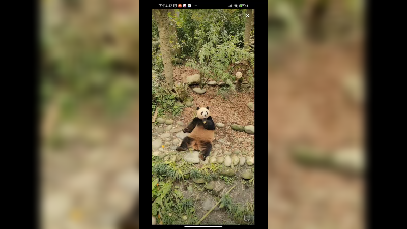 大熊猫肉肉坐着哈密瓜，好可爱啊
