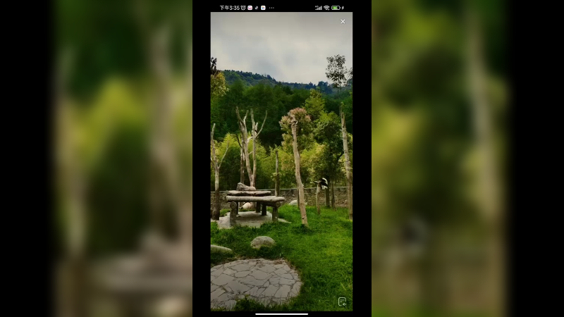 大熊猫带两只娃，两个小的大熊猫爬树好可爱