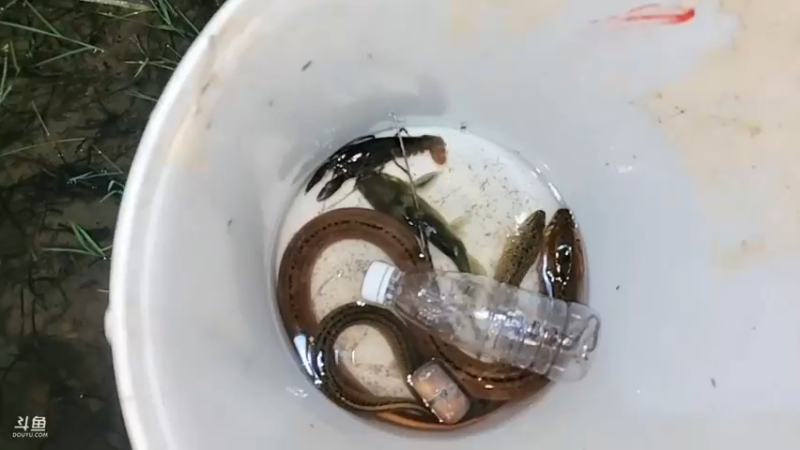 五毒和强哥晚上又去抓黄鳝和小龙虾，美滋滋啊